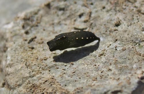 Lasiommata sp.